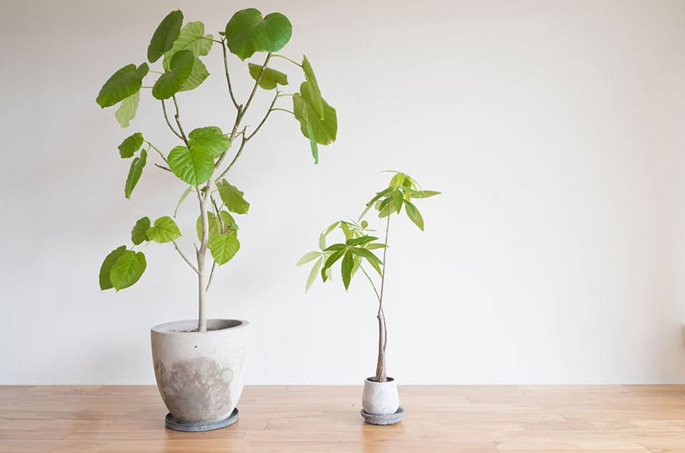 部屋に置かれている大鉢の観葉植物と中鉢の観葉植物