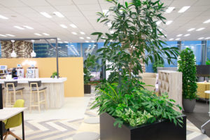 オフィス緑化-観葉植物レンタル