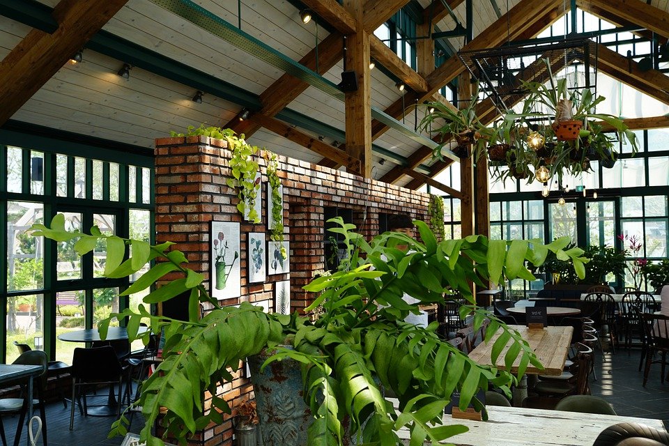 カフェにあるたくさんの観葉植物